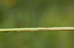 Manyflower flatsedge